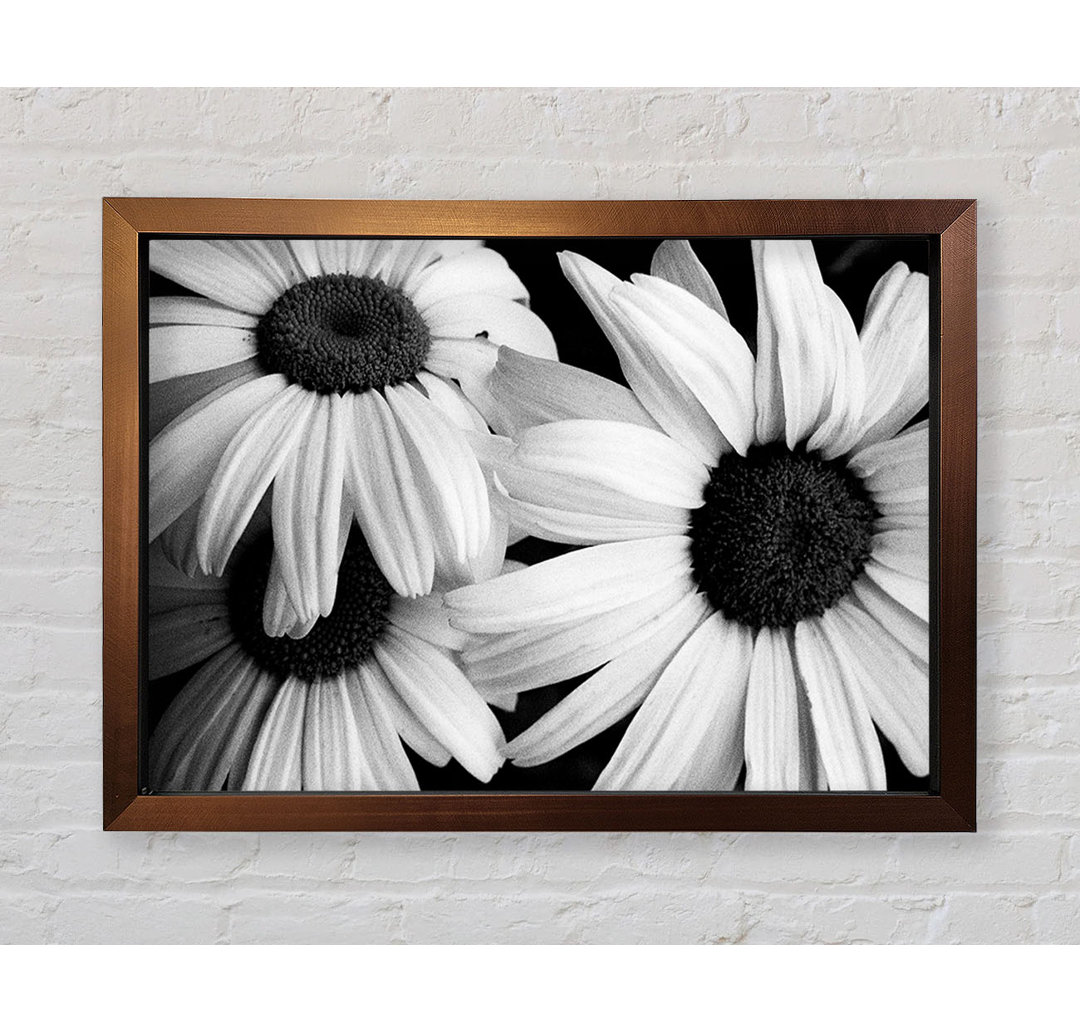 Daisy Petal Beauty B N W - Einzelner Bilderrahmen Kunstdrucke