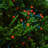 Pham Globe Electric String Lights-826332965