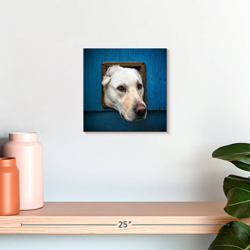 Crowle Labrador Head Peeping