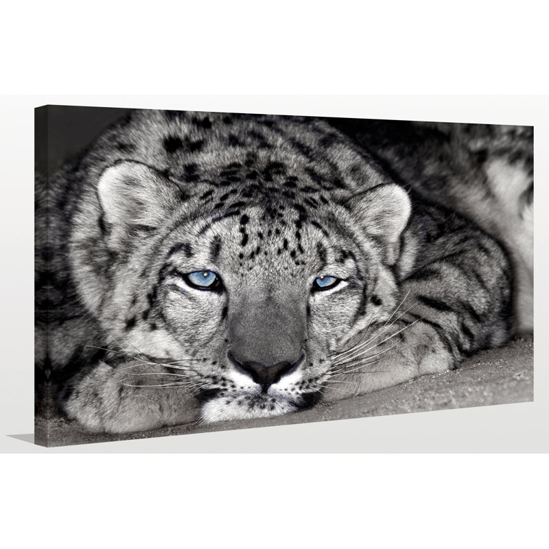 " Snow Leopard Sanctuary ", 18" H x 30" W