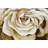 Viera Performance Floral Indoor Rug-651675858