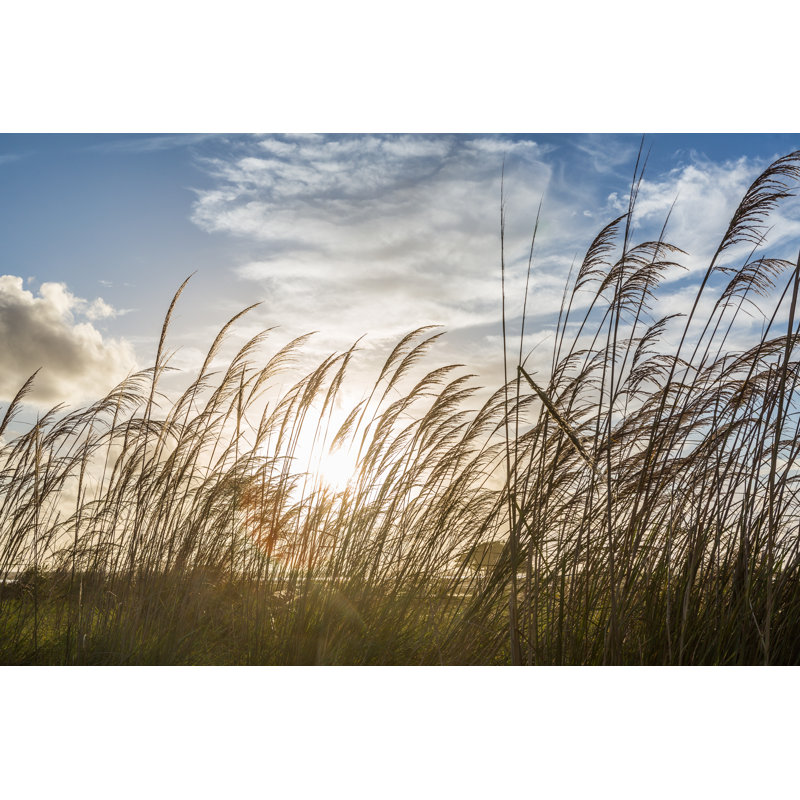 Canes - Wrapped Canvas Print, 81cm H x 122cm W x 3.8cm D