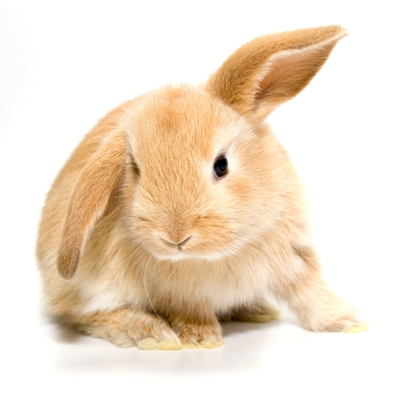 A Brownish Bunny by Hepkag - Wrapped Canvas Print, 51cm H x 51cm W x 3.8cm D