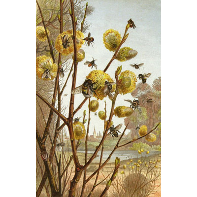 "The Insects, Centipedes and Spiders Pl 07" by  Alfred Edmund Brehm - Gallery Wrap Canvas Wall Art