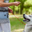 Sac de dressage pour chien-114605847