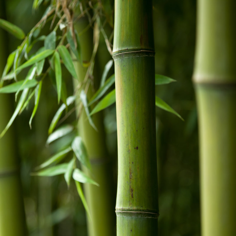 Bamboo Forest by 06photo - Wrapped Canvas Print, 76cm H x 76cm W x 3.8cm D