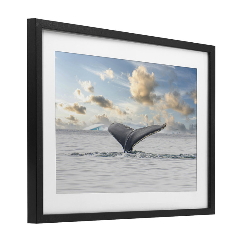 Antarctica Whale Tail Framed Print Under Glass, design by Richard Silver, 14" H x 20" W, Midnight Black Frame