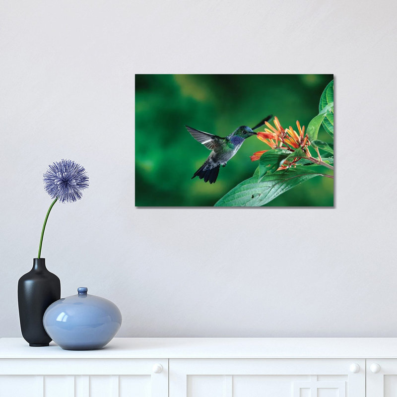 Blue-Chested Hummingbird Albino Male Feeding At And Pollinating Flowers Lowland Rainforest, Costa Rica by Michael & Patricia Fogden - Wrapped Canvas Print