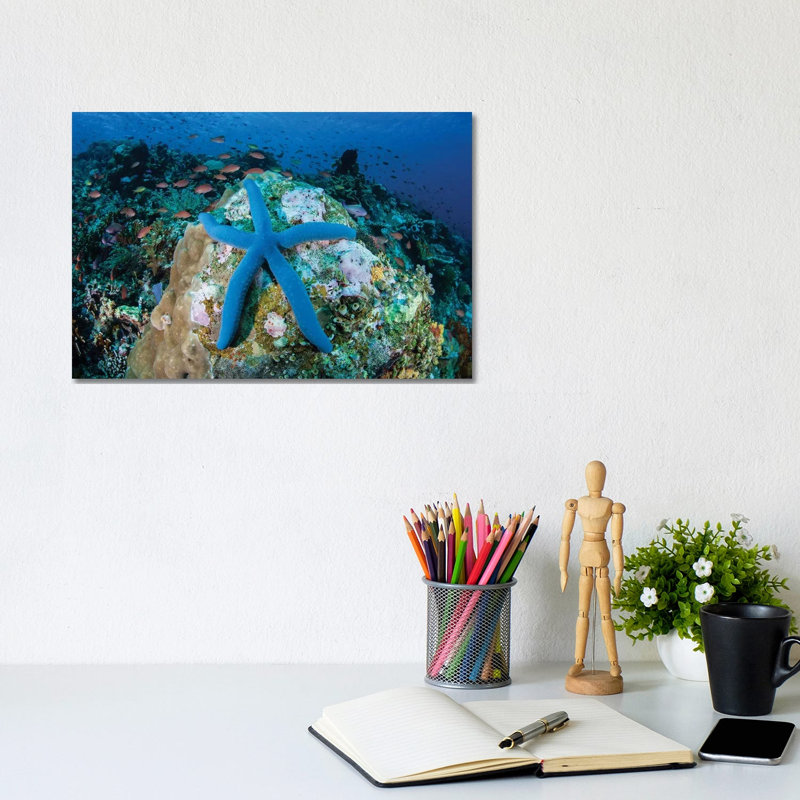 A Blue Starfish Clings To A Coral Reef In Indonesia by Ethan Daniels - Wrapped Canvas Print, 20.32 cm H x 30.48 cm W