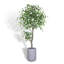 TREE FICUS POT 6.5FT