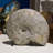 Iridescent Ammonite Fossil-591592083