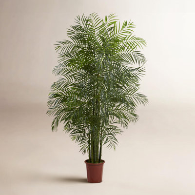 90" Areca Palm Tree in Planter