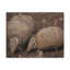 «Armadillo Couple», impression d'art mural-574441949