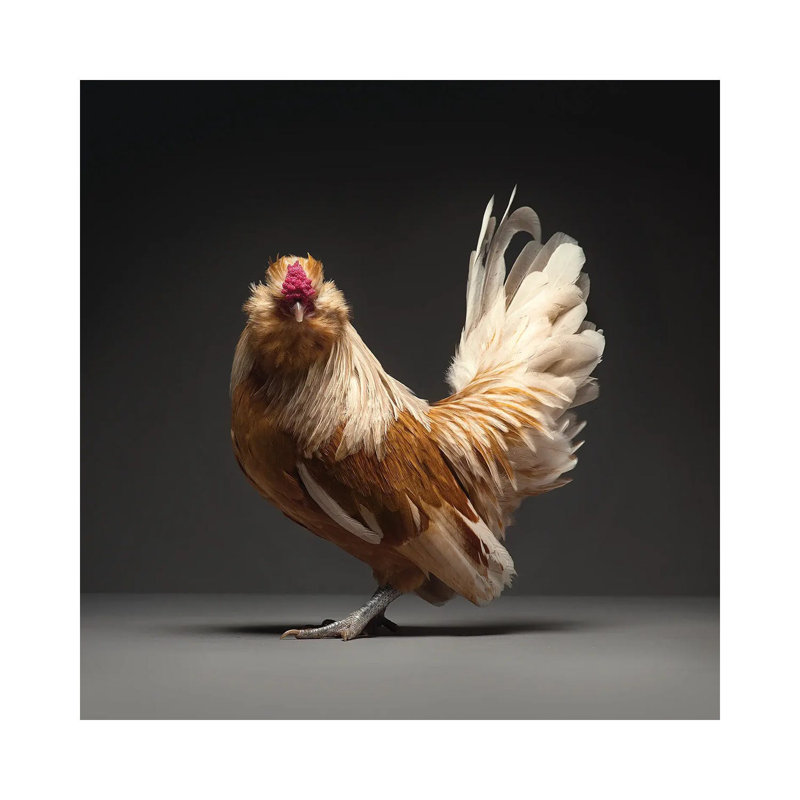 Barbu De Watermael by CHICken - Wrapped Canvas Print, 93.98 cm H x 93.98 cm W x 1.91 cm D