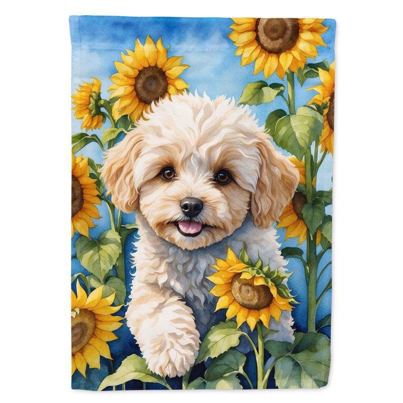 Drapeau de la maison du tournesol Malamute d'Alaska, Maltipoo