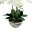 Phalaenopsis Orchid Arrangement In Blue And White Pot