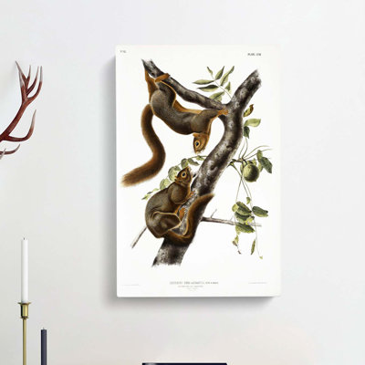 Orange-bellied Squirrels by J.W. Audubon - Wrapped Canvas