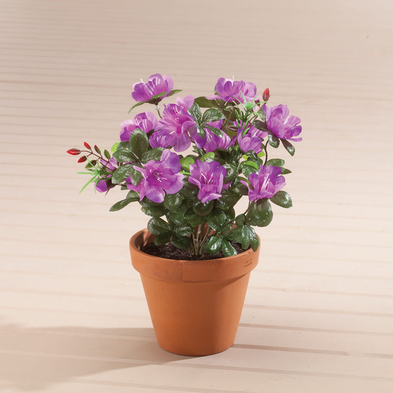 Azalée OakRidge, Mauve