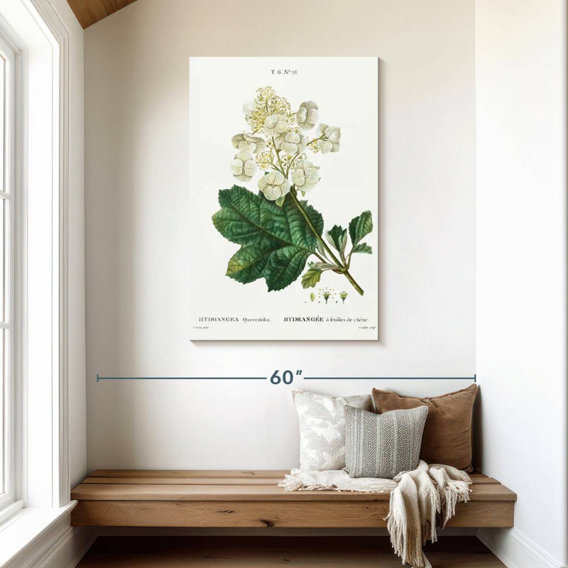Keiri Oakleaf Hydrangea, 45" H x 30" W