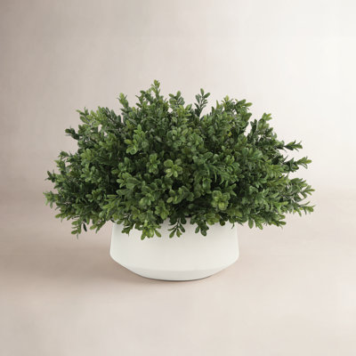Weatherhill Boxwood Plant in Pot