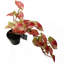 35cm Faux Plant in Pot Liner