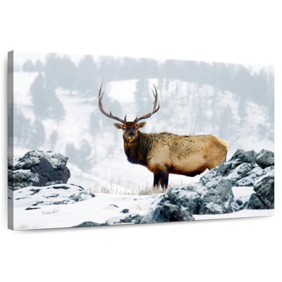Brampt Wyoming Wapiti
