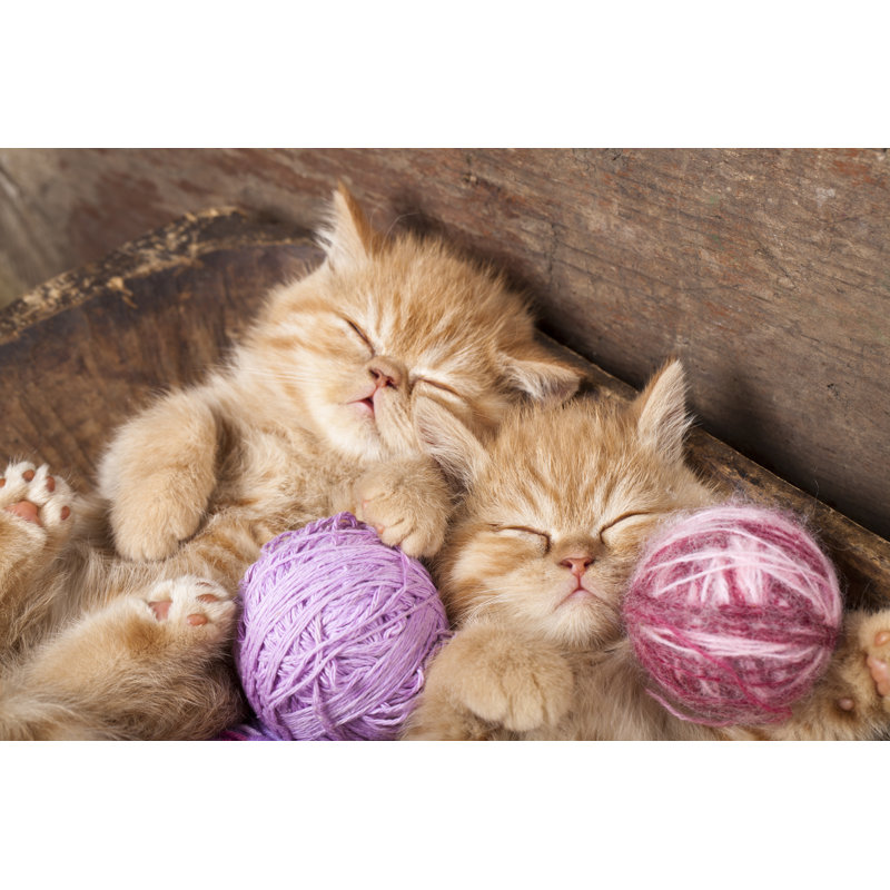 «Kittens Sleeping» par Liliya Kulianionak - photographie sur toile tendue, L 12 po x H 8 po