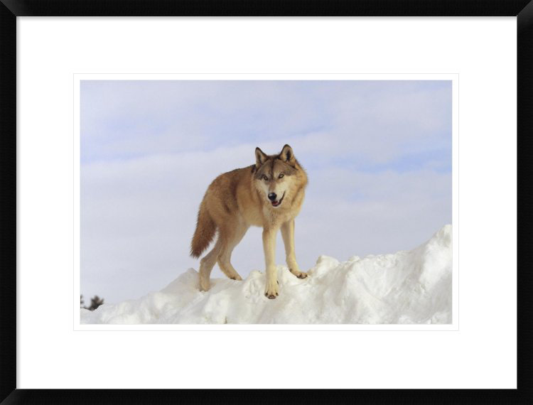 " Timber Wolf Standing At The Top Of A Snow Bank, Montana ", 18" H x 24" W x 1.5" D