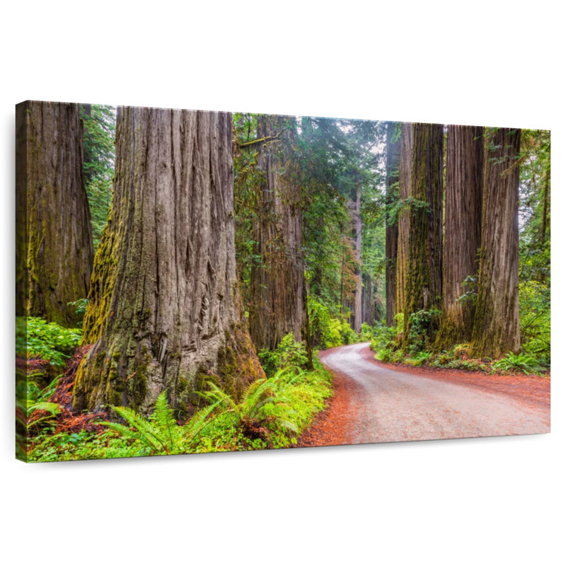 Harnek Redwood Forest Dirt Road, H 8 po x l 12 po