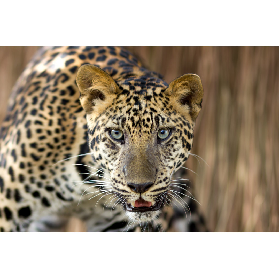 Leinwandbild Leopard Portrait von Dimos Istock