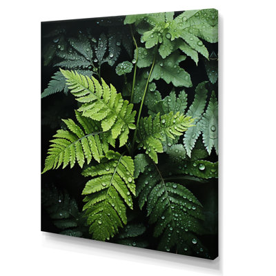 Domenique, fougères, plante, monochrome, symphonie III sur toile