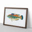 Striped Bass Fish by Edward Donovan - Framed Print-55615411-55615412