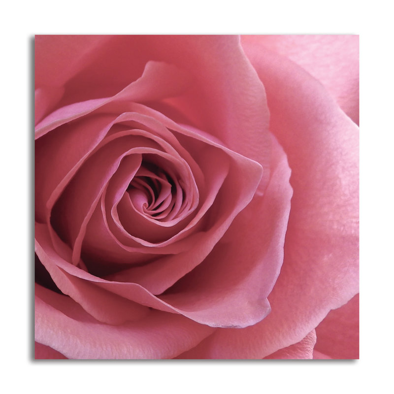 « rosé rose », reproduction de photo, H 24 po x l 24 po x P 0,01 po, Papier