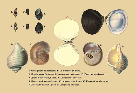« natica glauca, de humboldt et al. », impression, H 28 po x l 42 po x P 1,5 po