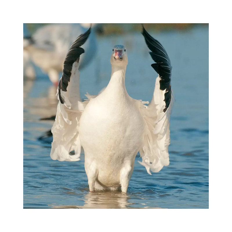 Snow Goose Flapping Wings, Skagit River, Washington 1 Piece Wrapped Canvas Painting, 93.98 cm H x 93.98 cm W x 3.175 cm D