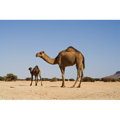 Wild Camel by Cinoby - Wrapped Canvas Print