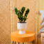 ZZ Plant in Ceramic/Wood Planter