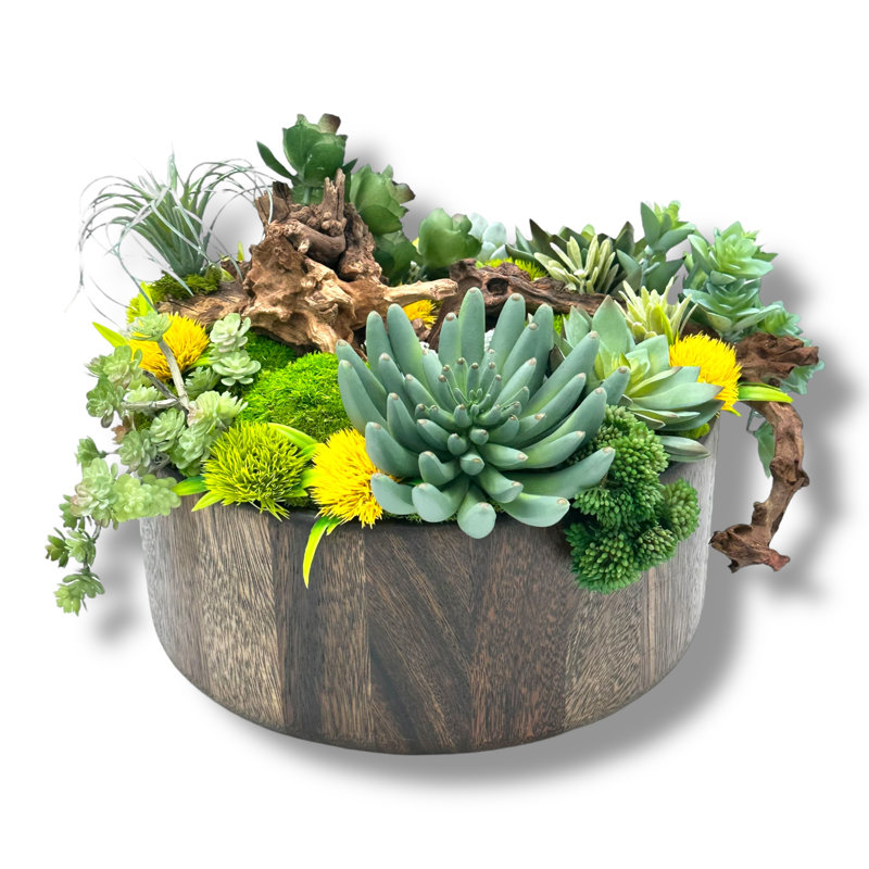 Conception succulente dans un vase circulaire en bois brun foncé