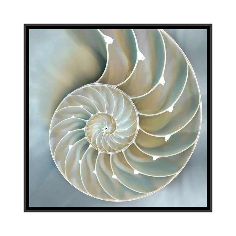 «Nautilus in Blue II», impression sur toile, H 18 po x l 18 po x P 1,5 po, Toile avec cadre noir, Pas de tapis