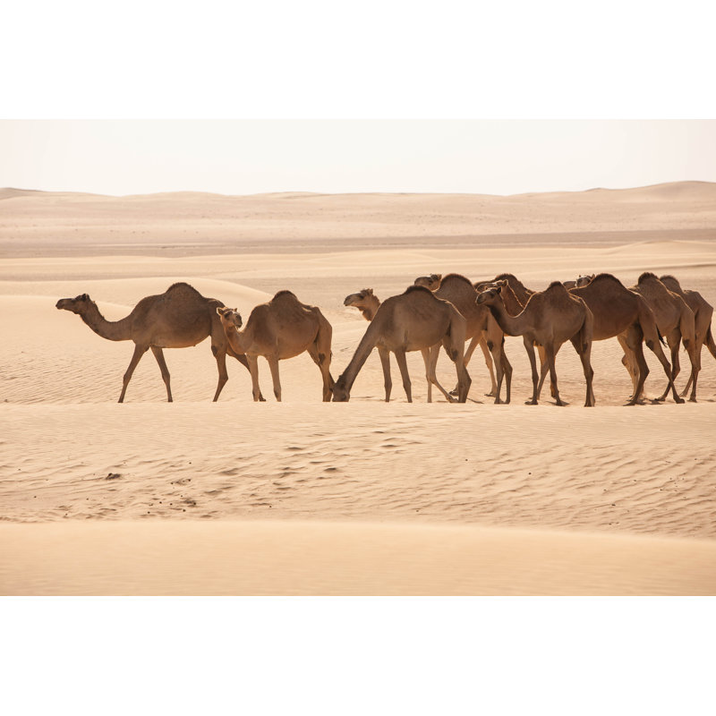 «Herd of Camels» par Constantincornel - photographie sur toile tendue, L 12 po x H 8 po