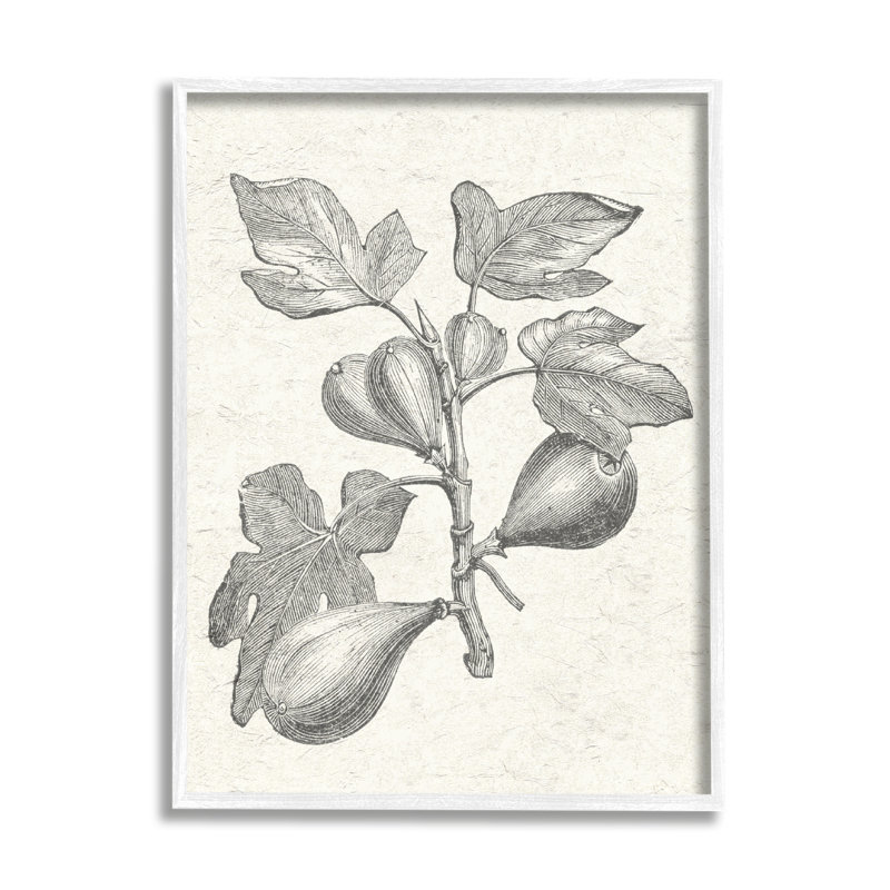 «Vintage Fig Plant Study», dessin encadré sur bois par Lil 'Rue, impression, H 30 po x l 24 po x P 1,5 po