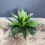 Agave artificielle Sansevieria