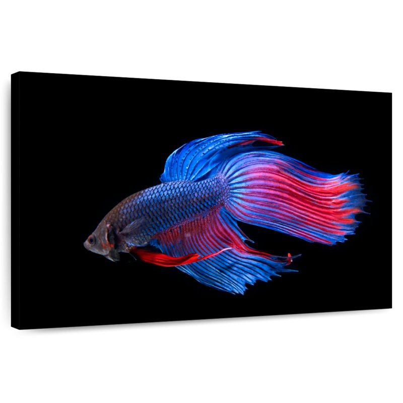 Glowing Betta Fish, 32" H x 48" W