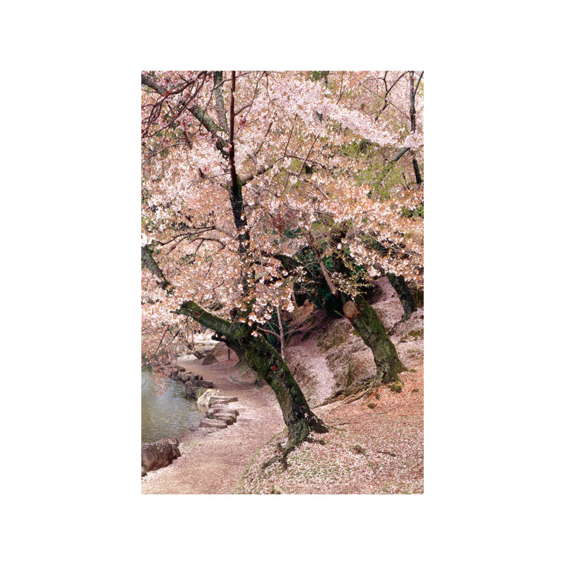 Cherry Blossom Lane by Monte Nagler - Print on Canvas, 66.04 cm H x 45.72 cm W x 1.91 cm D, Wrapped Canvas
