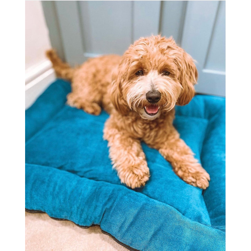 Vera Polyester Pet Bed, 60cm H x 48cm W x 9.5cm D, Teal