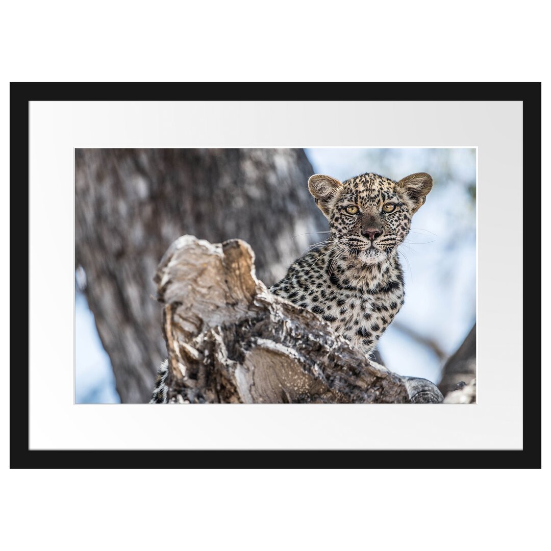 Gerahmtes Poster Leopardjunges auf Baum