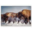 Buffalo Herd In A Snow Landscape Print-69341660-69341656