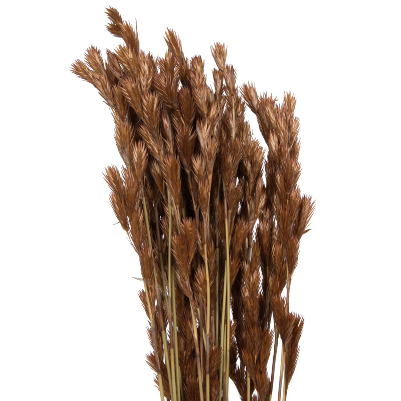 33'' Plant
