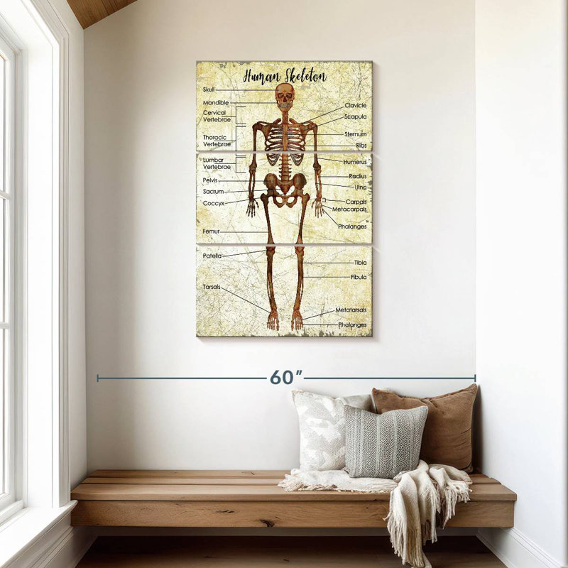 Keiri Human Skeleton Chart