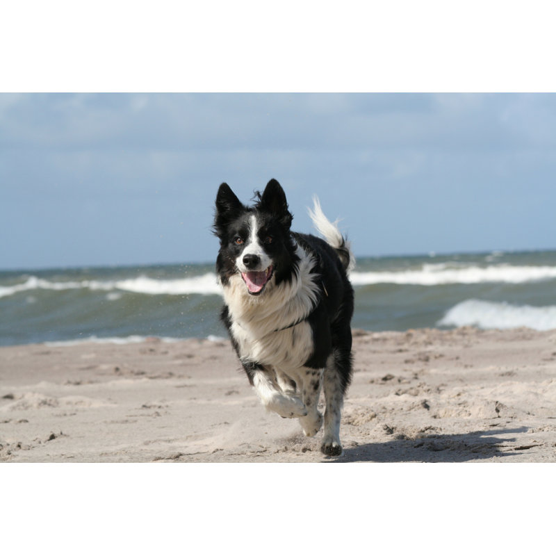 Happy border collie on the beach Wall Art on Canvas, 51cm H x 76cm W
